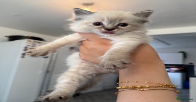 Ragdoll cats - Advert 11