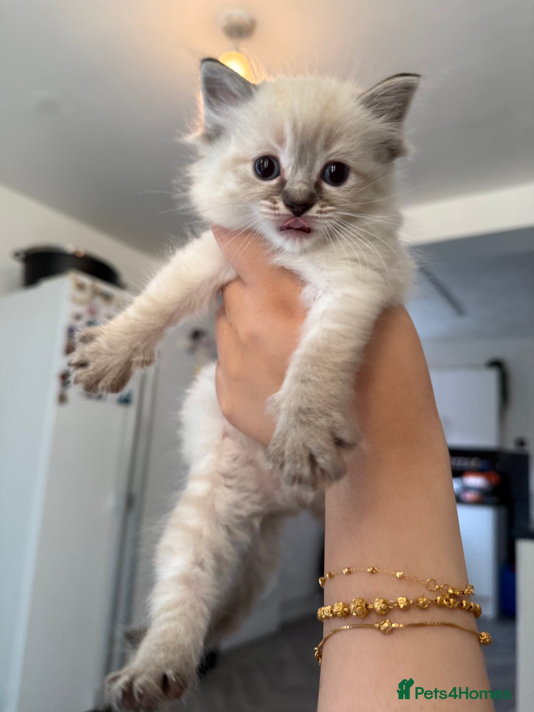Ragdoll cats for sale: 7 beautiful seal/lynx point ragdoll kittens - Image 14