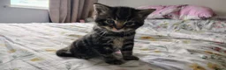 Mixed Breed cats for sale: Beautiful Domestic Shorthair Kittens Ready Soon - Advert 7