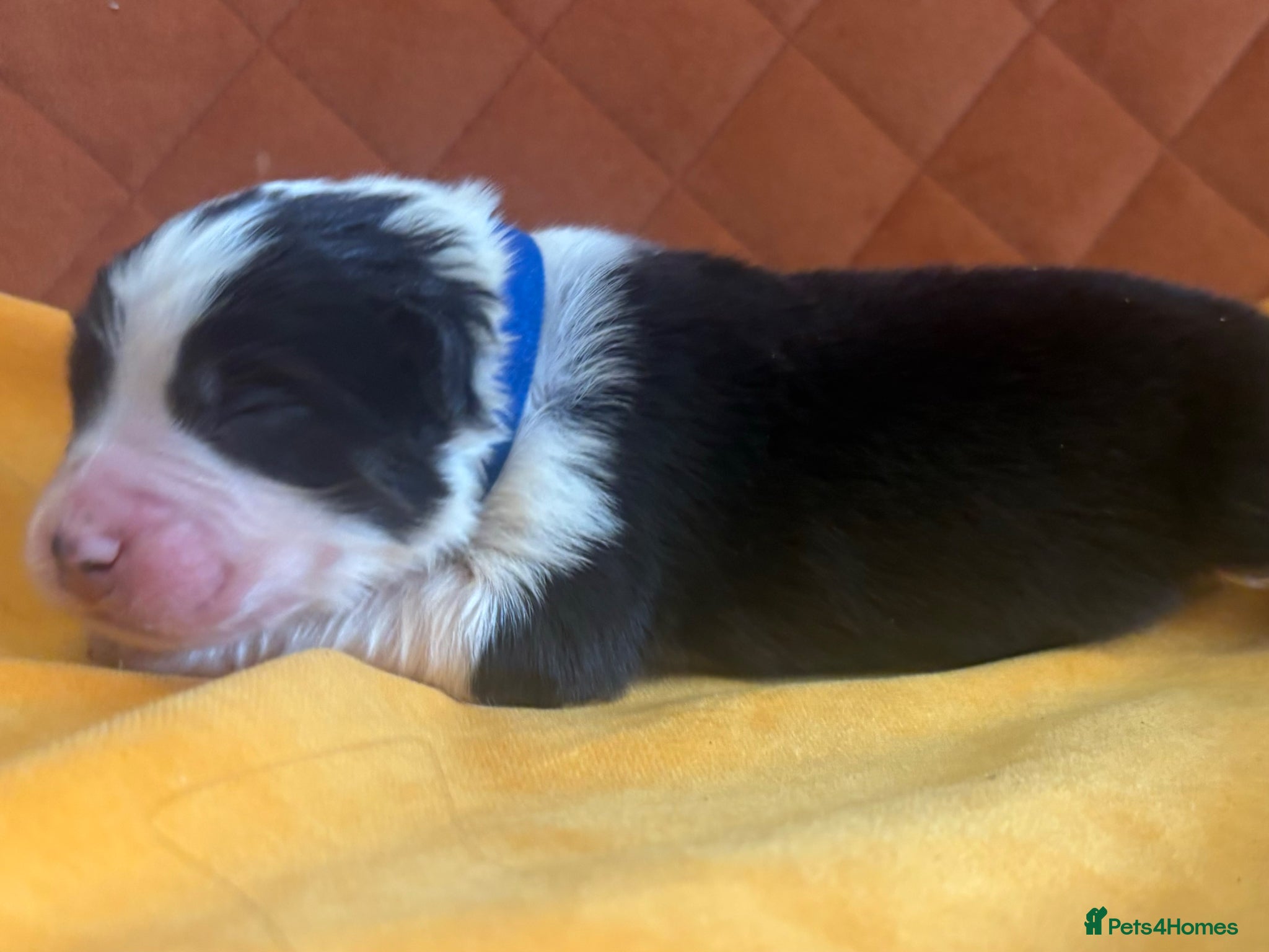 Australian Shepherd dogs Beautiful Pedigree Australian Shepherd puppies - Advert 2