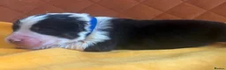 Australian Shepherd dogs for sale: Beautiful Pedigree Australian Shepherd puppies - Advert 2