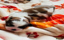 Shih Tzu dogs for sale: Shih tzu puppies - Image 5