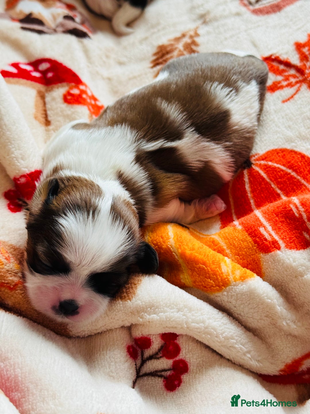 Shih Tzu dogs for sale: Shih tzu puppies - Image 5