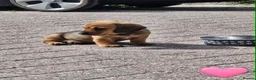 Miniature Dachshund dogs for sale: Beautiful Miniature Dachshund pups - Advert 3