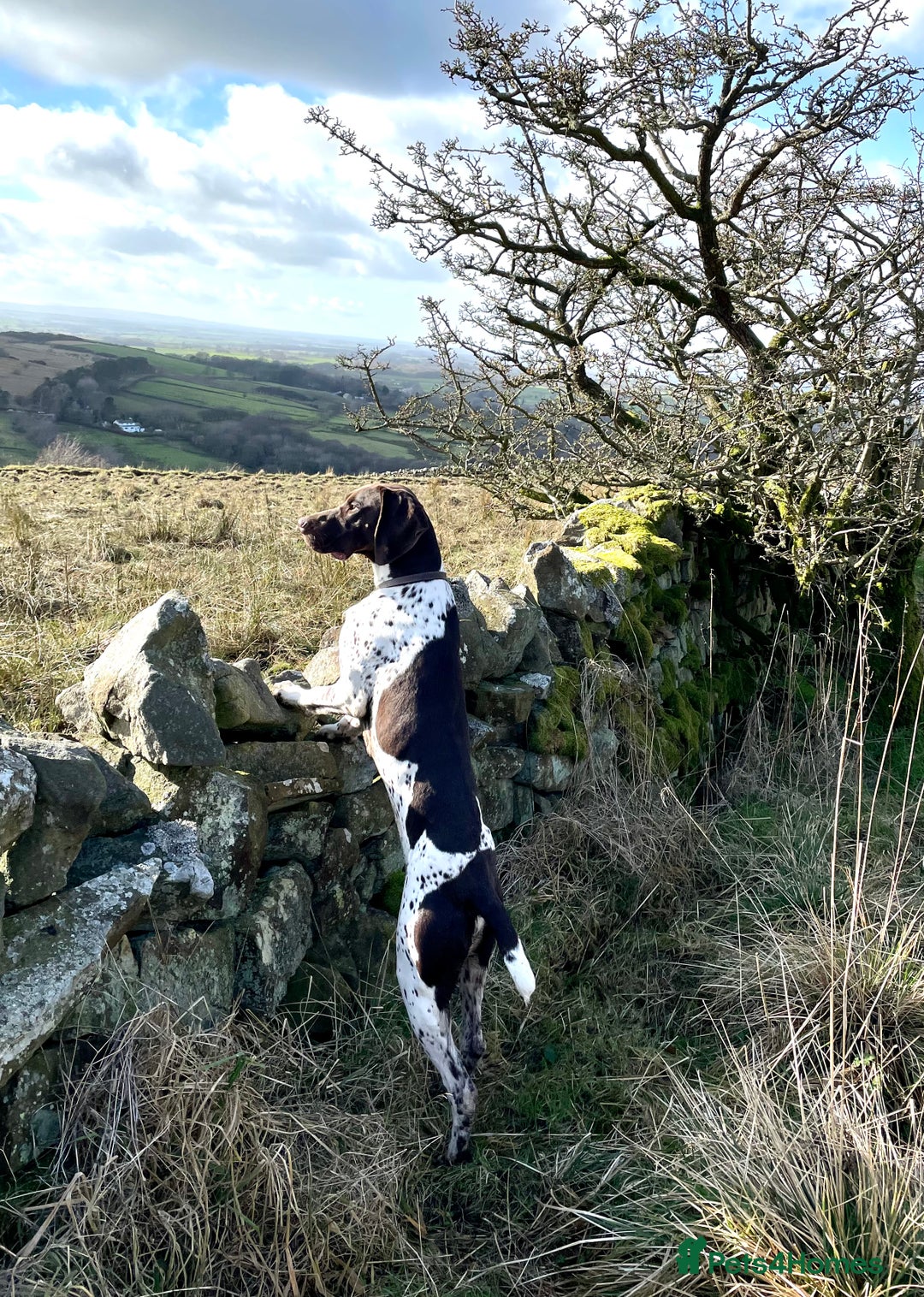German Shorthaired Pointer dogs for stud: KC registered German Shorthaired Pointer for stud in Carlisle - Image 5