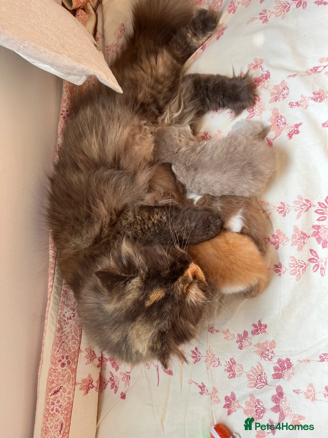 British Longhair cats for sale: ✨ Stunning TICA Reg British Longhair Kittens in Felixstowe - Advert 2