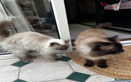 Ragdoll cats for sale: 4 Gorgeous Ragdoll Kittens **Ready to go now** - Image 11