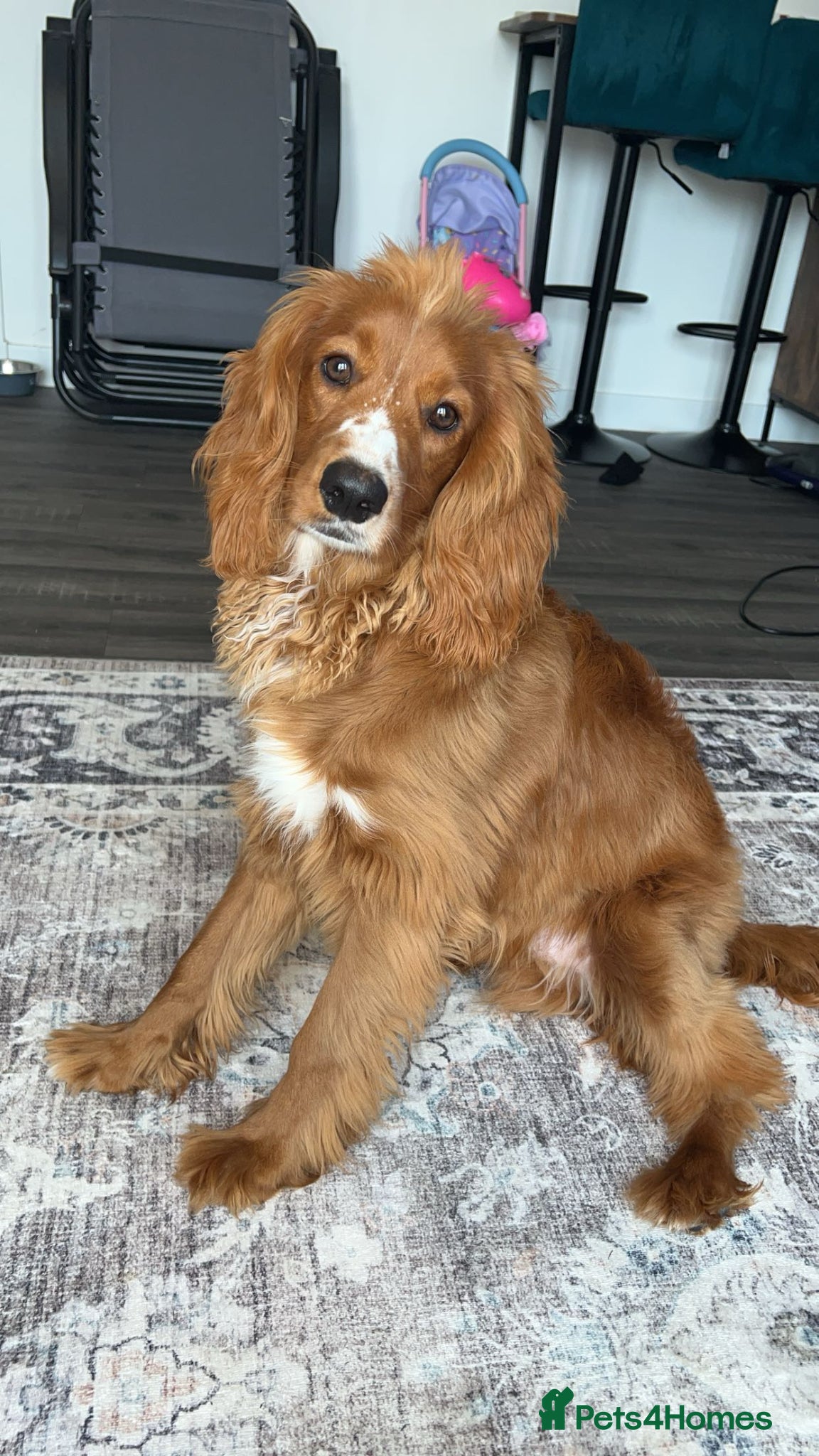 Mixed Breed dogs Beautiful 8-Month-Old Dog (Rocky)  for Sale - Advert 1