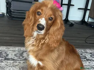 Mixed Breed dogs Beautiful 8-Month-Old Dog (Rocky) for Sale - Advert 1