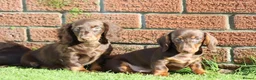 Dachshund dogs for sale: MINIATURE DACHSHUND PUPPIES FOR SALE - Advert 23