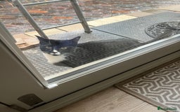 European cats for sale: Black and white female kitten / young cat  - Image 2