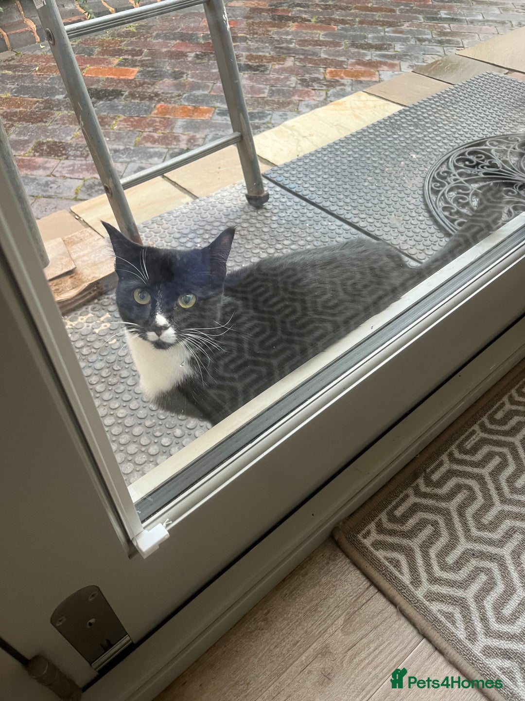 European cats for sale: Black and white female kitten / young cat  - Image 2