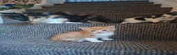 Mixed Breed cats for sale: Kitten  - Advert 6