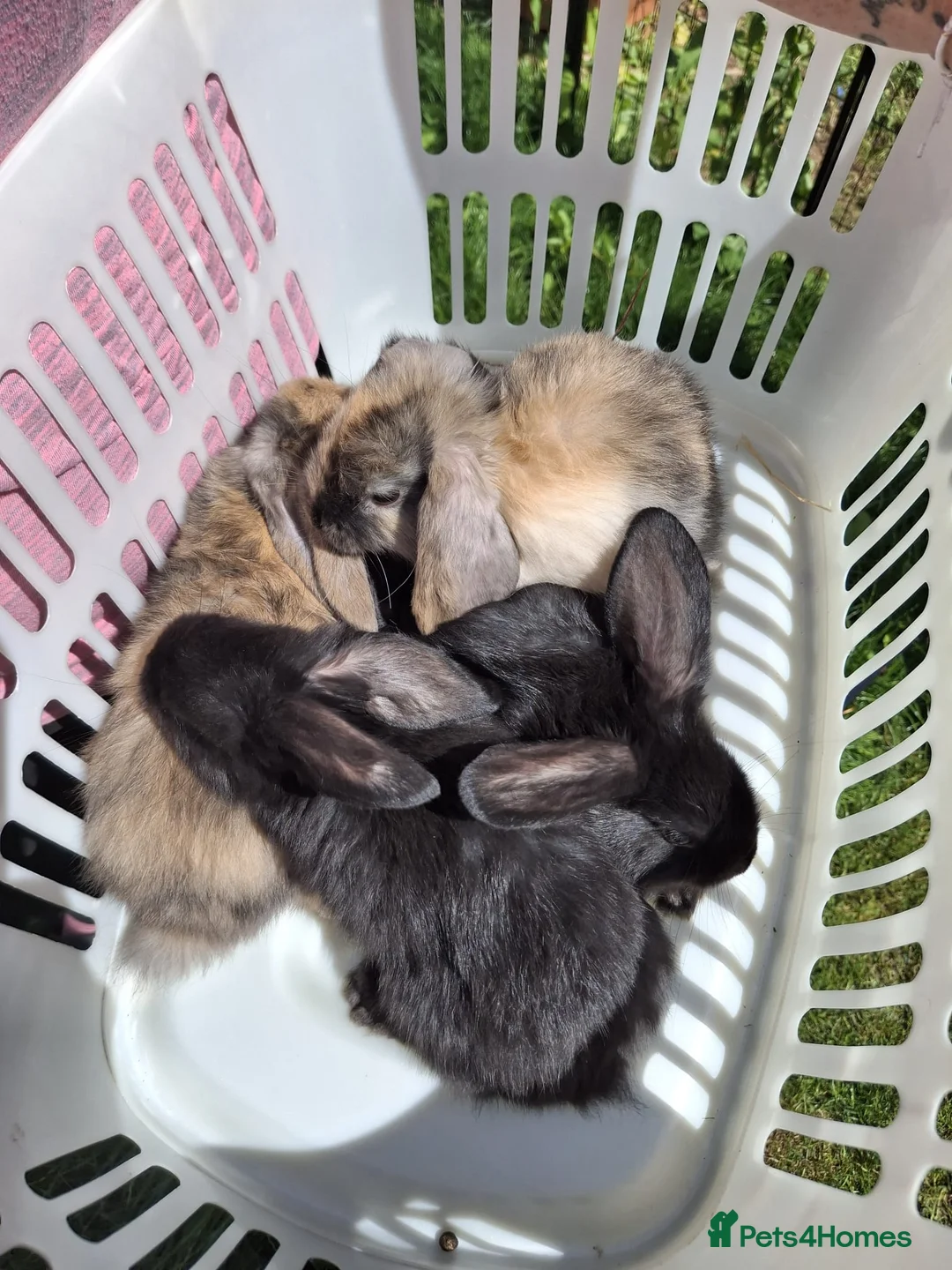 Mini Lop rabbits for sale: Beautiful mini lop bunnies - Advert 4