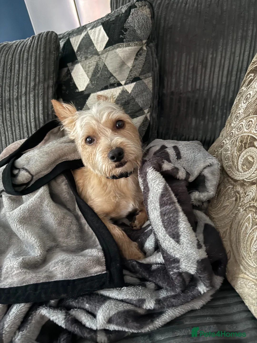 Chorkie dogs for sale: Chorkie male - Advert 2