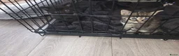 Russian Blue cats for sale: Russian tabys - Advert 7