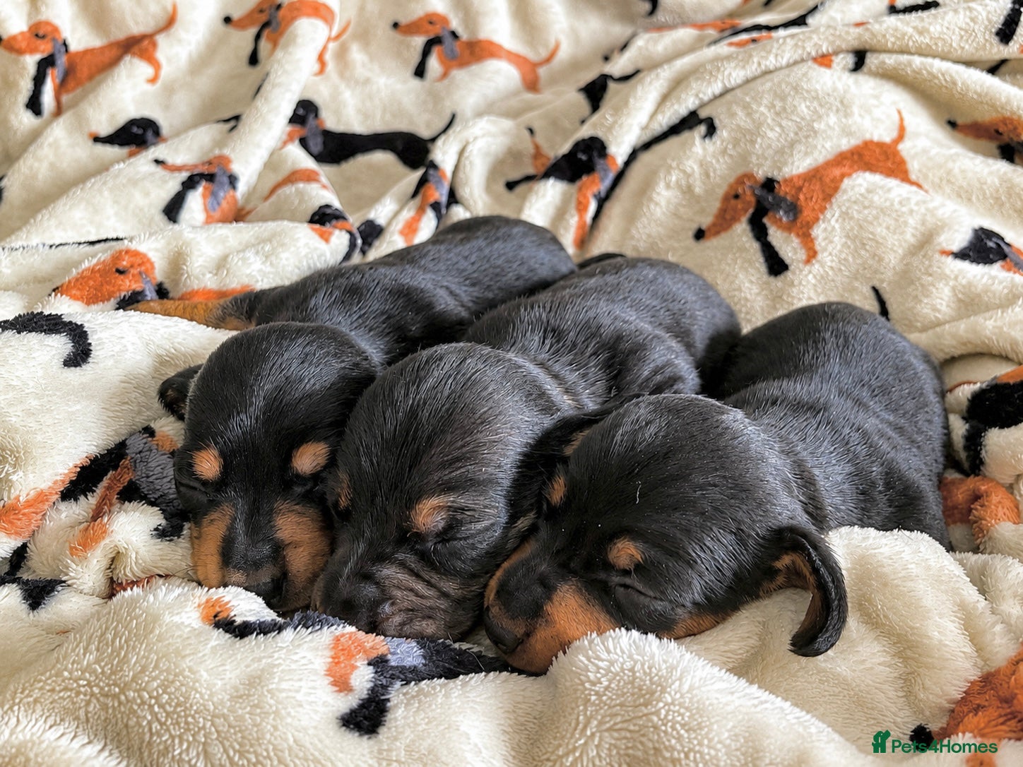 Miniature Dachshund dogs ✨ Adorable Litter of Miniature Daschund Puppies - Advert 18