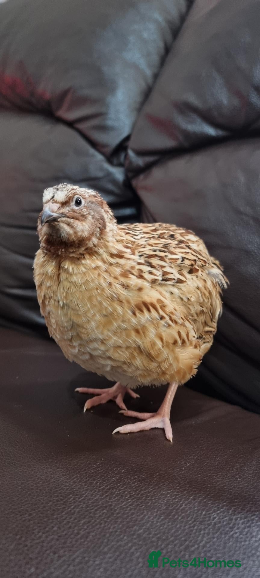 Quail poultry 🐦 MALE JUMBO COTURNIX QUAIL FOR SALE 🐦 - Advert 2
