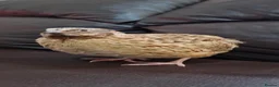 Quail poultry for sale: 🐦 MALE JUMBO COTURNIX QUAIL FOR SALE 🐦 - Advert 2
