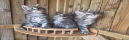 Maine Coon cats for sale: Pure Bred Maine Coon Kittens - Advert 20