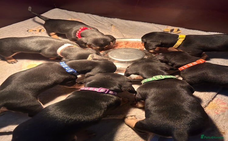 Dachshund dogs - Advert 2