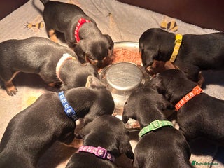 Dachshund dogs - Advert 34