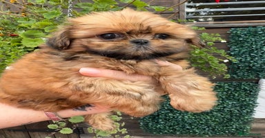 Shih Tzu dogs - Advert 2