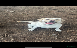 Labrador Retriever dogs for sale: My lovely Labrador puppies - Image 38