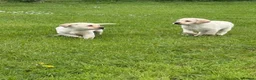 Labrador Retriever dogs for sale: Yellow Labrador male puppies - 1 remaining in Newry - Advert 5
