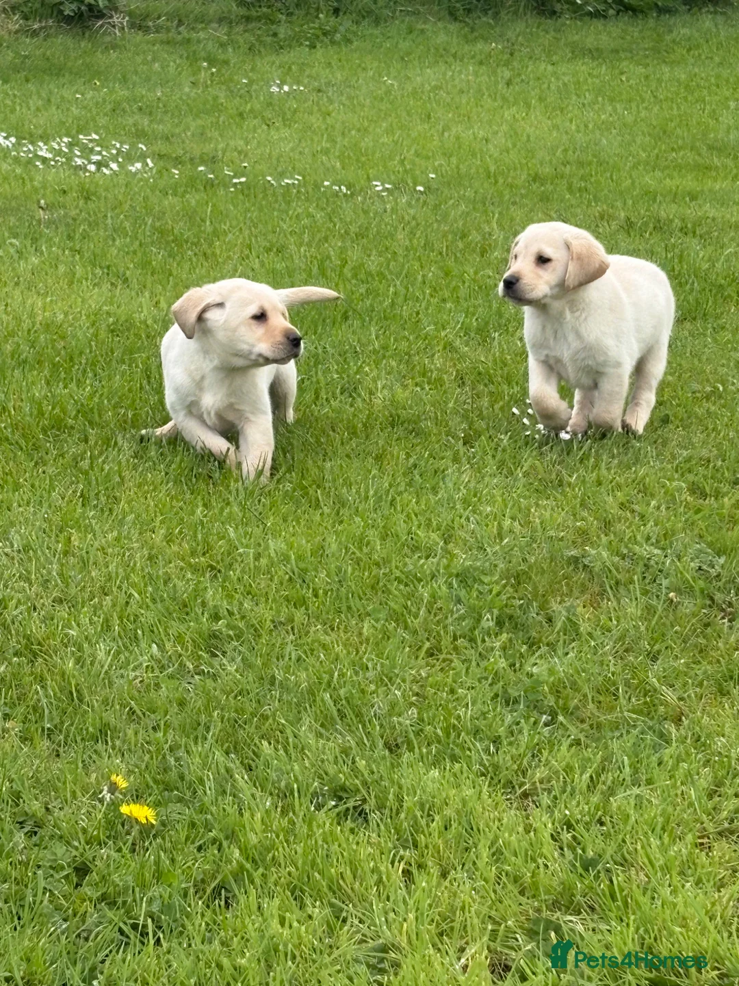 Labrador Retriever dogs for sale: Yellow Labrador male puppies - 1 remaining in Newry - Advert 5