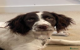 English Springer Spaniel dogs for sale: Beautiful male looking for his forever family - Image 1