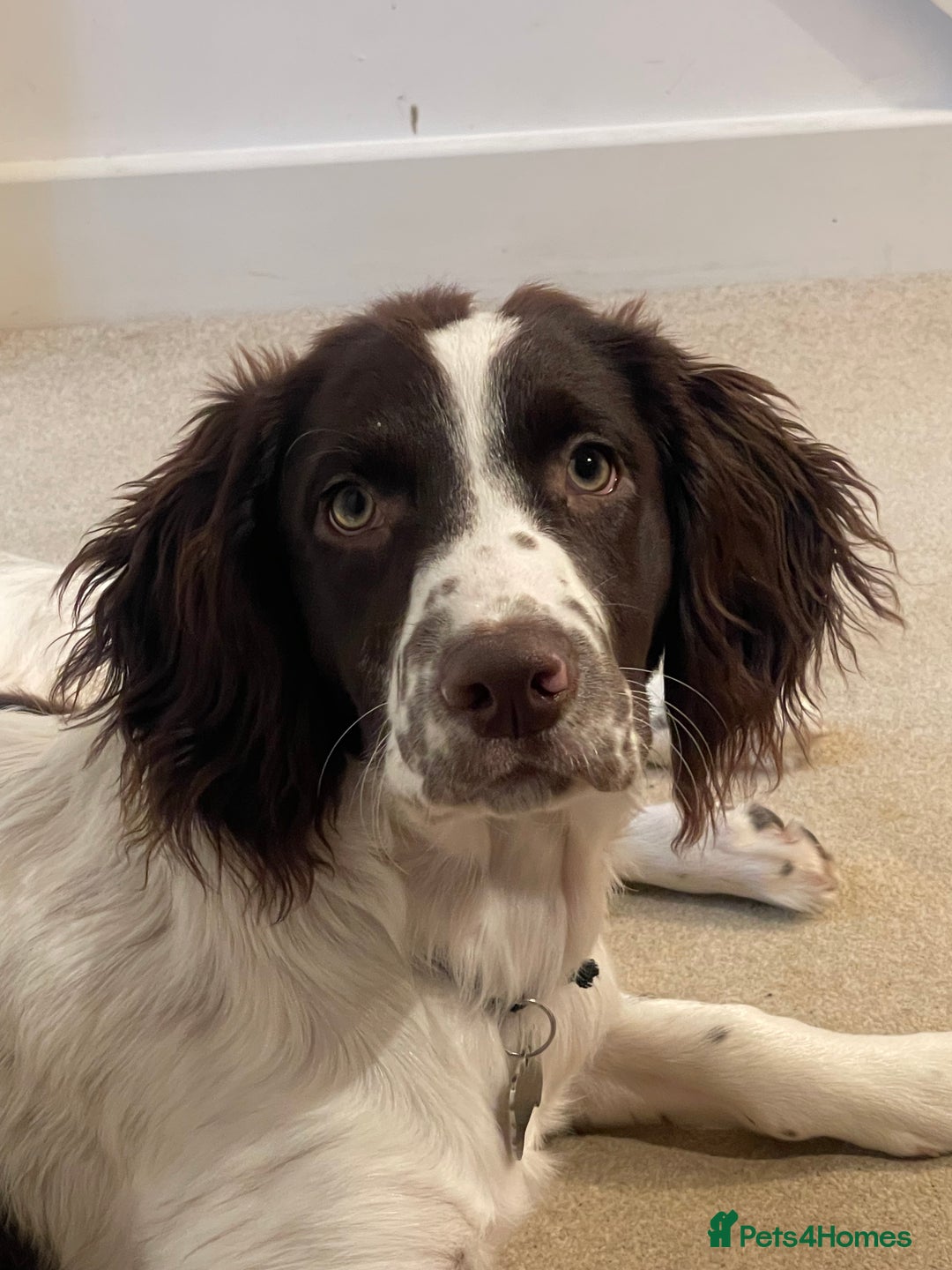 English Springer Spaniel dogs for sale: Beautiful male looking for his forever family - Image 1