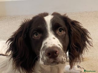 English Springer Spaniel dogs - Advert 1