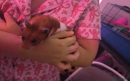 Hamster rodents for sale: Friendliest Hamster and cage  - Image 3