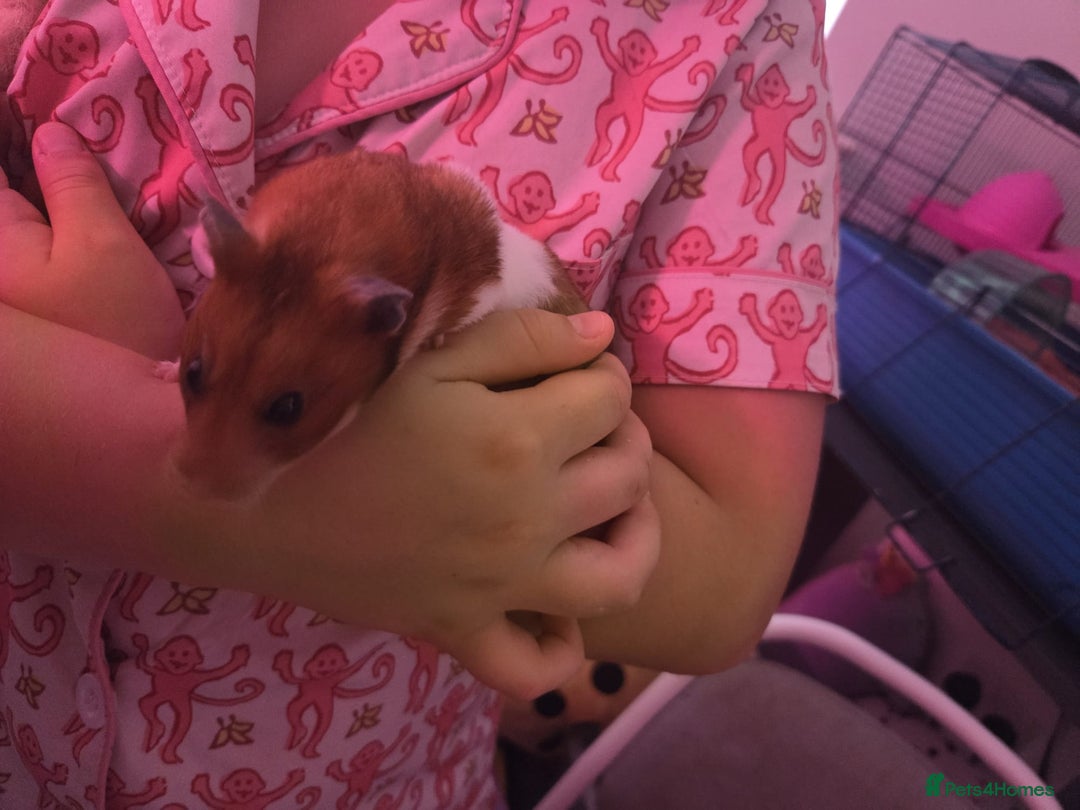Hamster rodents for sale: Friendliest Hamster and cage  - Image 3