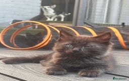 Ragdoll cats for sale: Ragdoll kitten  - Image 17