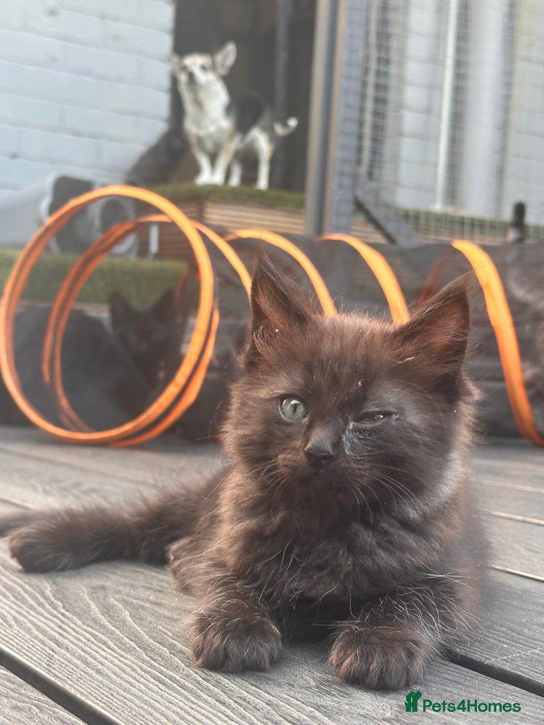 Ragdoll cats for sale: Ragdoll kitten  - Image 17