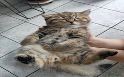 Scottish Fold cats for sale: Scottish straight ears boy left - Image 14