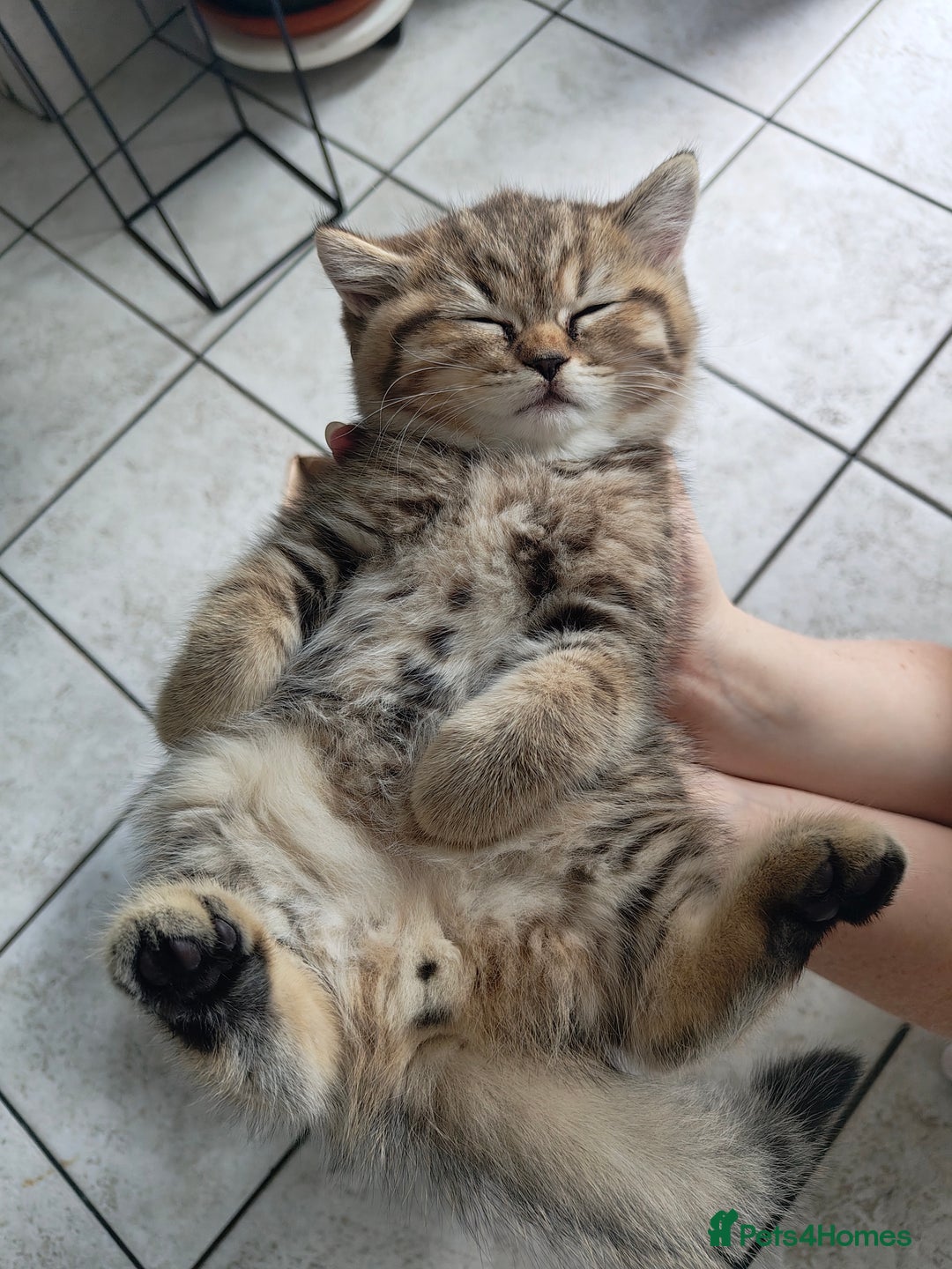 Scottish Fold cats for sale: Scottish straight ears boy left - Image 14