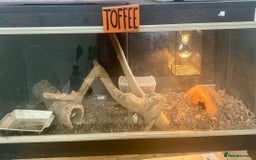 Snake reptiles for sale: Western Hognose Snake - Image 6