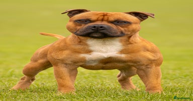 Staffordshire Bull Terrier dogs - Advert 1
