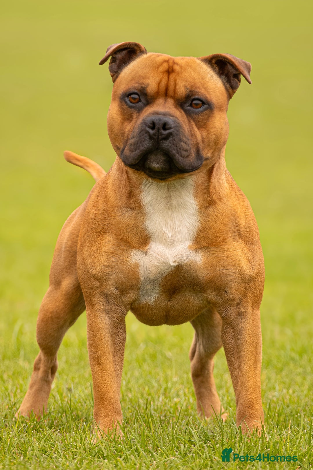Staffordshire Bull Terrier dogs for stud: 🥨 Crufts Qualified Red SBT Stud 🥨 - Image 2