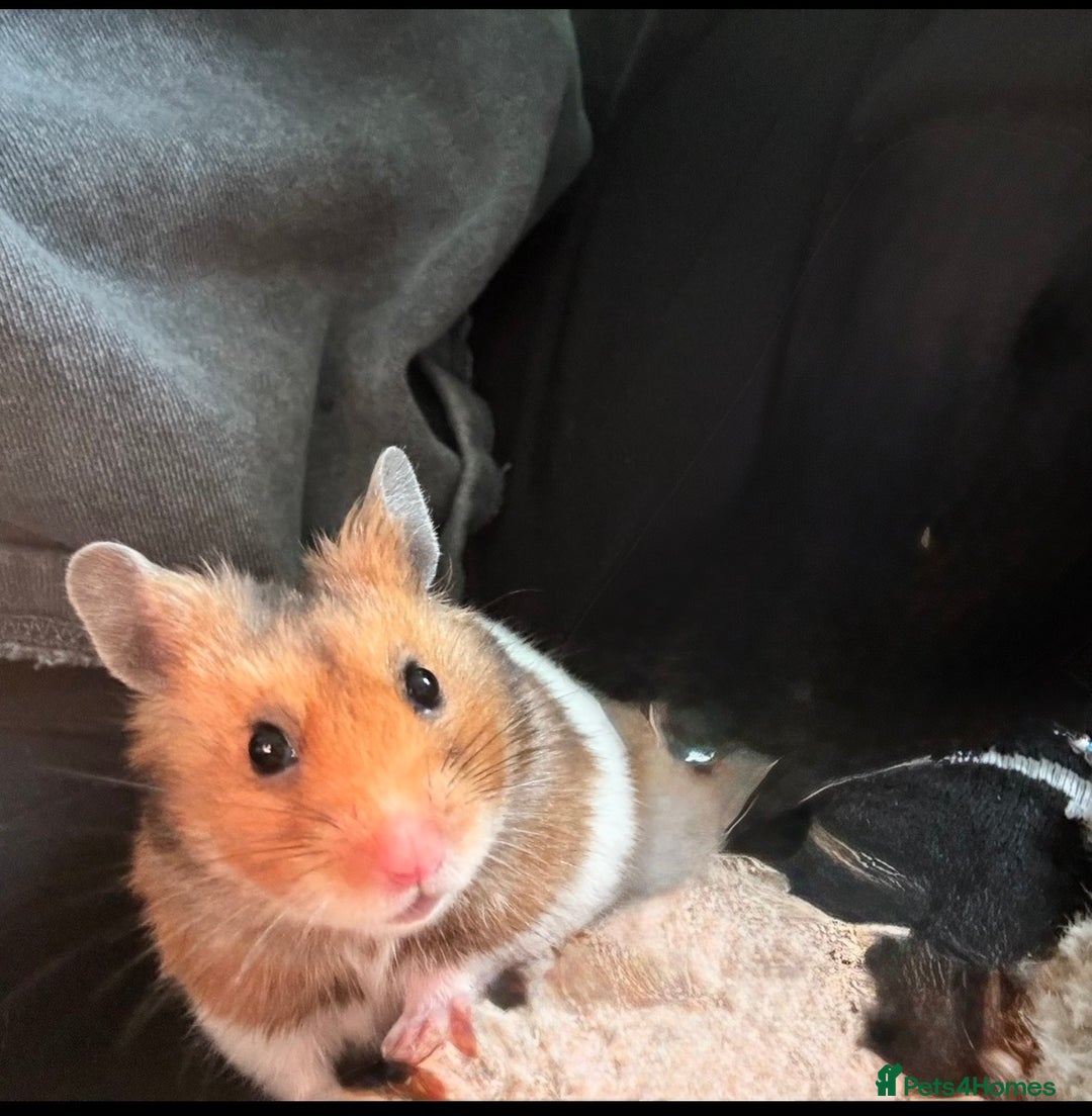 Hamster rodents for sale: Hamster free to good home - Advert 2