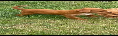 Cockapoo 3