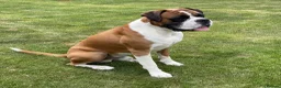 Boxer dogs for stud: Super family pet boxer for stud in Haywards Heath - Advert 7