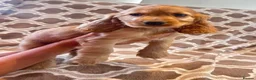 Cocker Spaniel dogs for sale: Kc reg health tested show cocker spaniels  - Advert 15