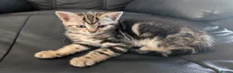 Mixed Breed cats for sale: Adorable Kittens Ready for Their Forever Homes in Purfleet - Advert 5