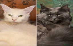 Maine Coon cats for sale: Championship line GCCF Maine Coon kittens  - Image 21