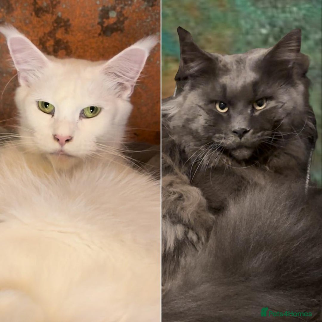Maine Coon cats for sale: Championship line GCCF Maine Coon kittens  - Image 21