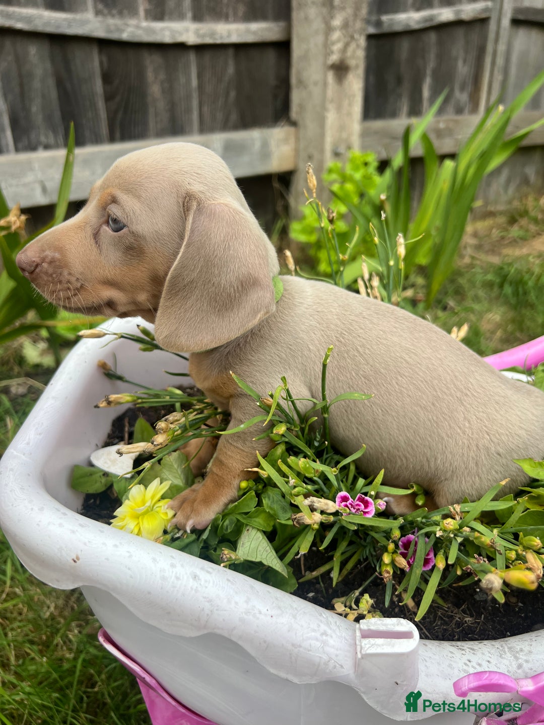 Miniature Dachshund dogs for sale: Miniature Dachshund Isabella Tan Short Soft Coat - Image 8